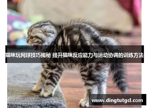 猫咪玩网球技巧揭秘 提升猫咪反应能力与运动协调的训练方法